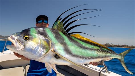 Roosterfish .